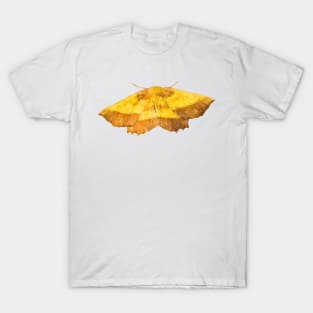 Saw-Wing Moth T-Shirt